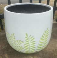 Bunge Fern