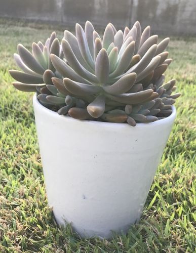 Cover Pot - White (with Succulent)