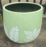 Bunge Fern