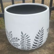 Bunge Fern