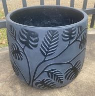 Bunge Monstera